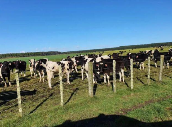 中国乳业巨头抢牧场，国外新西兰奶牛禁运，牛奶会涨价吗？